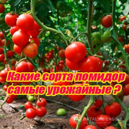 Какие сорта помидор самые урожайные (2015) WebRip