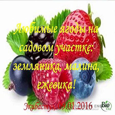 Любимые ягоды на садовом участке - земляника (2016) WEBRip