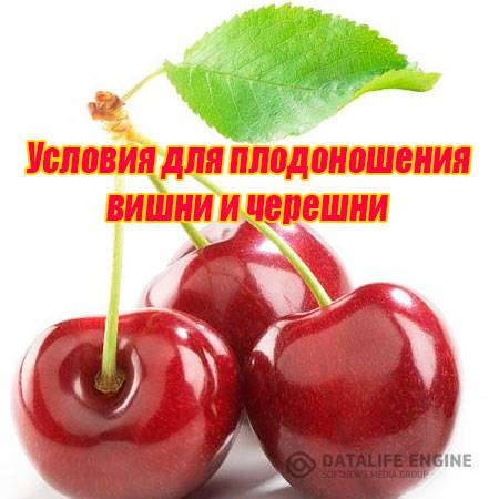 Условия для плодоношения вишни и черешни (2015) WebRip