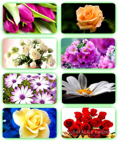 Красивые цветы-10